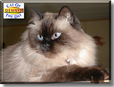 Dennis Bubba Hyphen Potter, the Cat of the Day