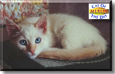 Merlin, the Cat of the Day