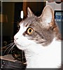 Kitty
