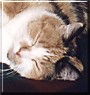 Tiglet
