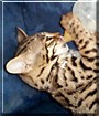 Sachi