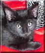 Salem