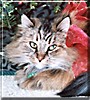 Baby