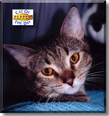 Pepper, the Cat of the Day