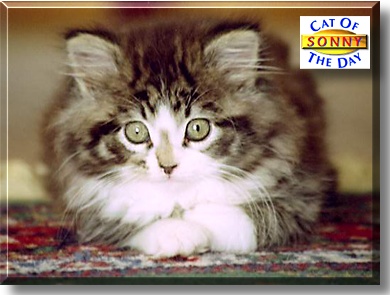 Sonny, the Cat of the Day