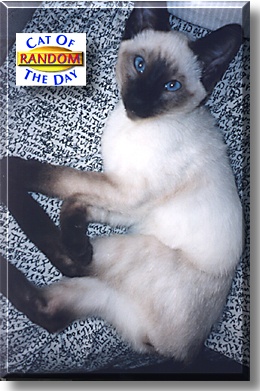 Random, the Cat of the Day