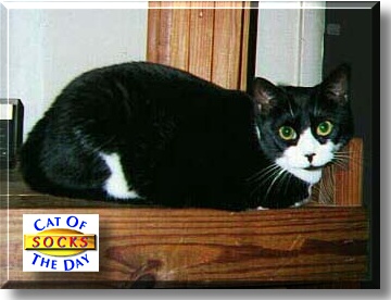 Socks, the Cat of the Day