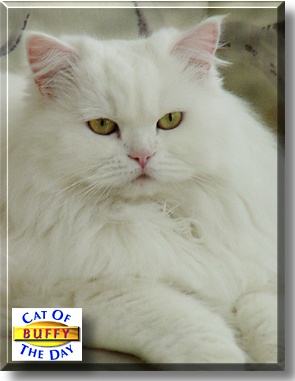 Buffy, the Cat of the Day