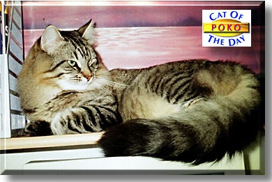 Poko, the Cat of the Day