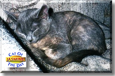 Jasmine, the Cat of the Day