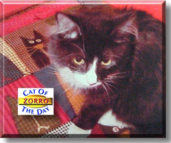 Zorro, the Cat of the Day