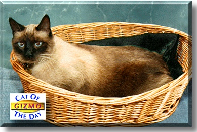 Gizmo, the Cat of the Day