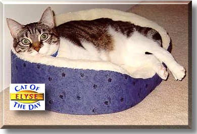 Elyse, the Cat of the Day
