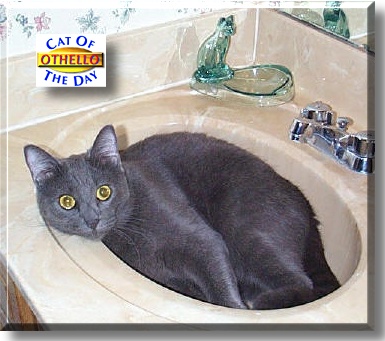 Othello, the Cat of the Day