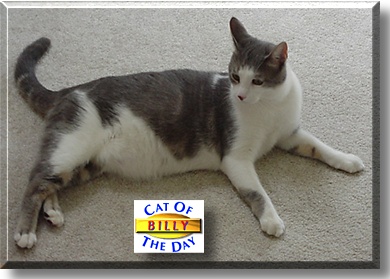 Billy, the Cat of the Day