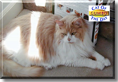 Gumbo, the Cat of the Day