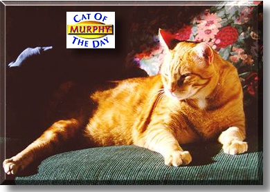 Murphy, the Cat of the Day