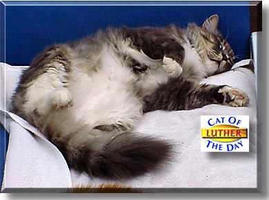 Luther, the Cat of the Day