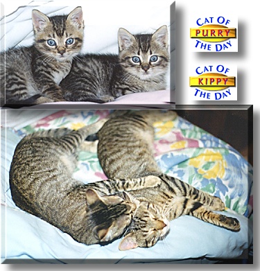 Purry and Kippy, the Cats of the Day
