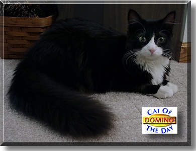 Fats Domino, the Cat of the Day