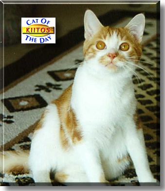 Kiitos, the Cat of the Day