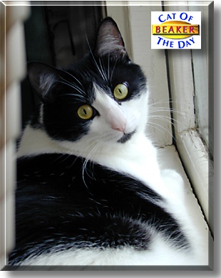 Beaker, the Cat of the Day