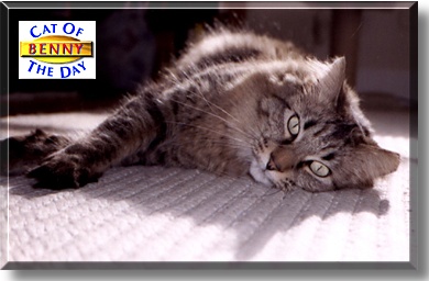 Benny, the Cat of the Day