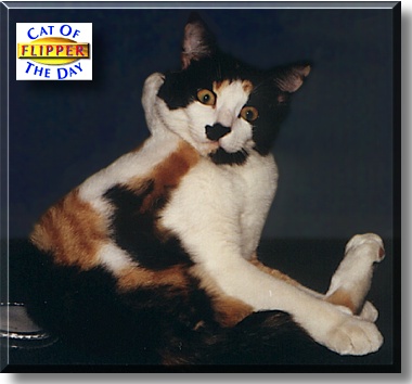 Flipper, the Cat of the Day