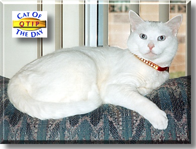 Q-Tip, the Cat of the Day