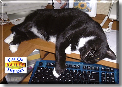 Bailey, the Cat of the Day
