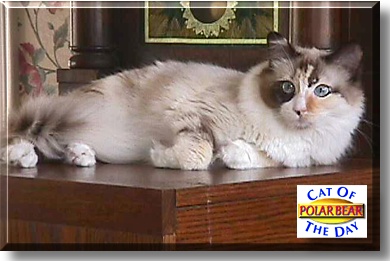 Polar Bear, the Cat of the Day