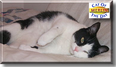 Merlin, the Cat of the Day