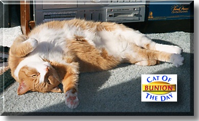 Bunion, the Cat of the Day