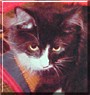 Zorro