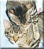Purry, Kippy