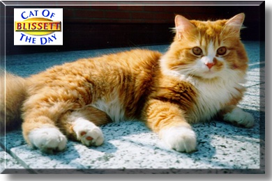 Blissett, the Cat of the Day