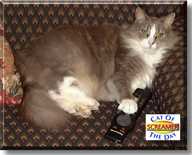 Screamer, the Cat of the Day