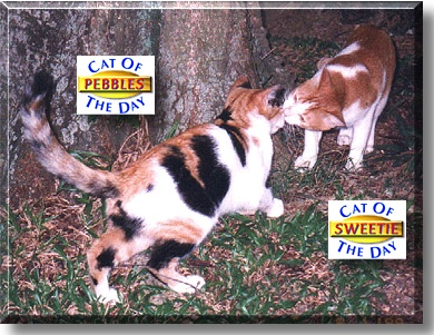 Pebbles and Sweetie, the Cat of the Day
