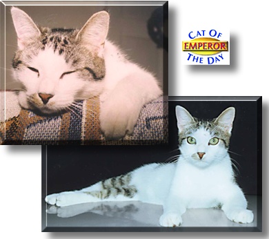 Emperor, the Cat of the Day