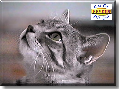 Feeker, the Cat of the Day