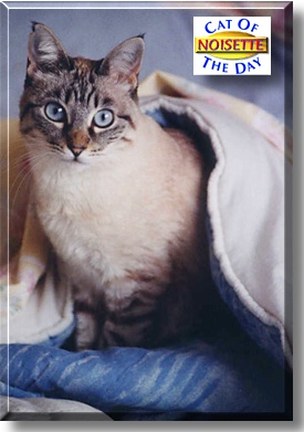 Noisette, the Cat of the Day