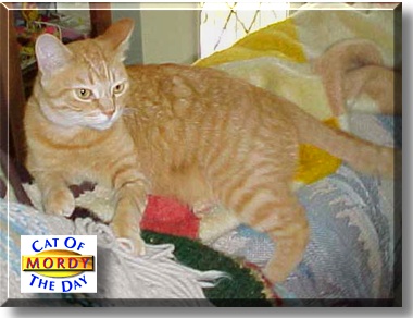 Mordy, the Cat of the Day