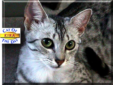 Kira, the Cat of the Day