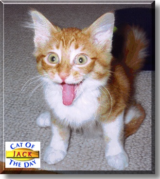Jack, the Cat of the Day