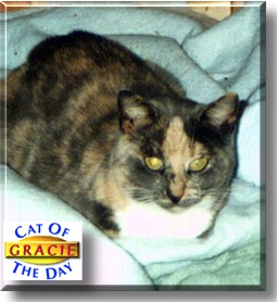 Gracie, the Cat of the Day