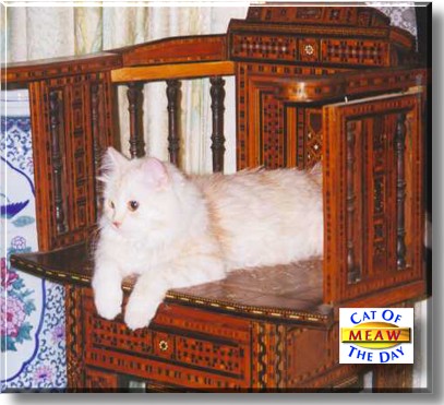 Meaw, the Cat of the Day