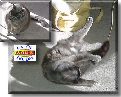Wisteria, the Cat of the Day