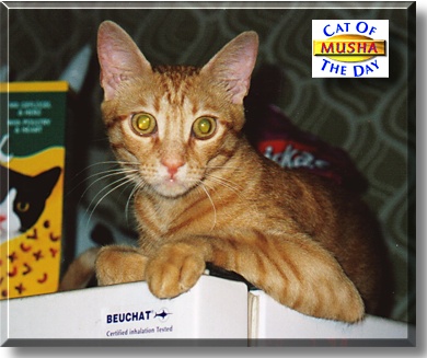 Musha, the Cat of the Day