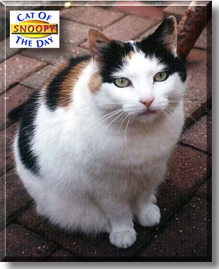 Snoopy, the Cat of the Day