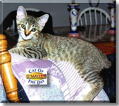 O'Malley, the Cat of the Day